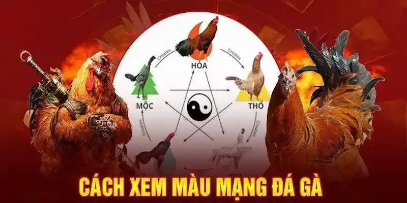 Màu mạng gà đá khái niệm dành cho sư kê