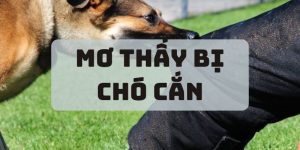 Mơ thấy bị chó cắn Vipwin